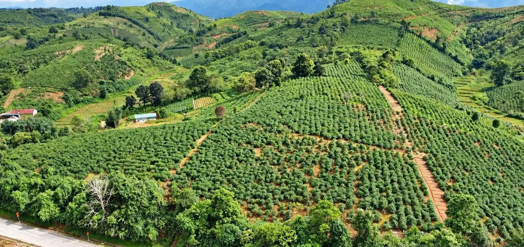 Hành trình nâng tầm thương hiệu cà phê từ mô hình sản xuất xanh và bền vững