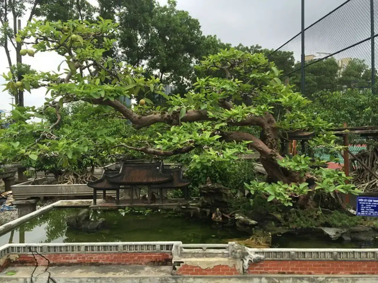 thuong-vu-sang-tay-bonsai-oi-dang-ky-quai-doc-nhat-vo-nhi-khien-dai-gia-me-man-10-1607651967829_1791429455.webp
