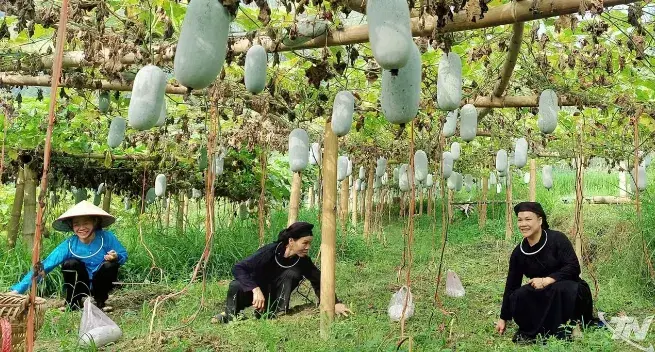 Khai thác, bảo vệ giá trị thương hiệu bí xanh thơm Bắc Kạn