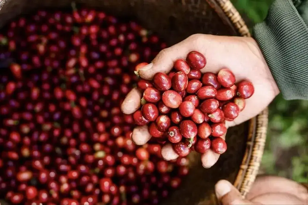 Để Robusta Việt Nam thoát vai làm nền, khẳng định thương hiệu riêng