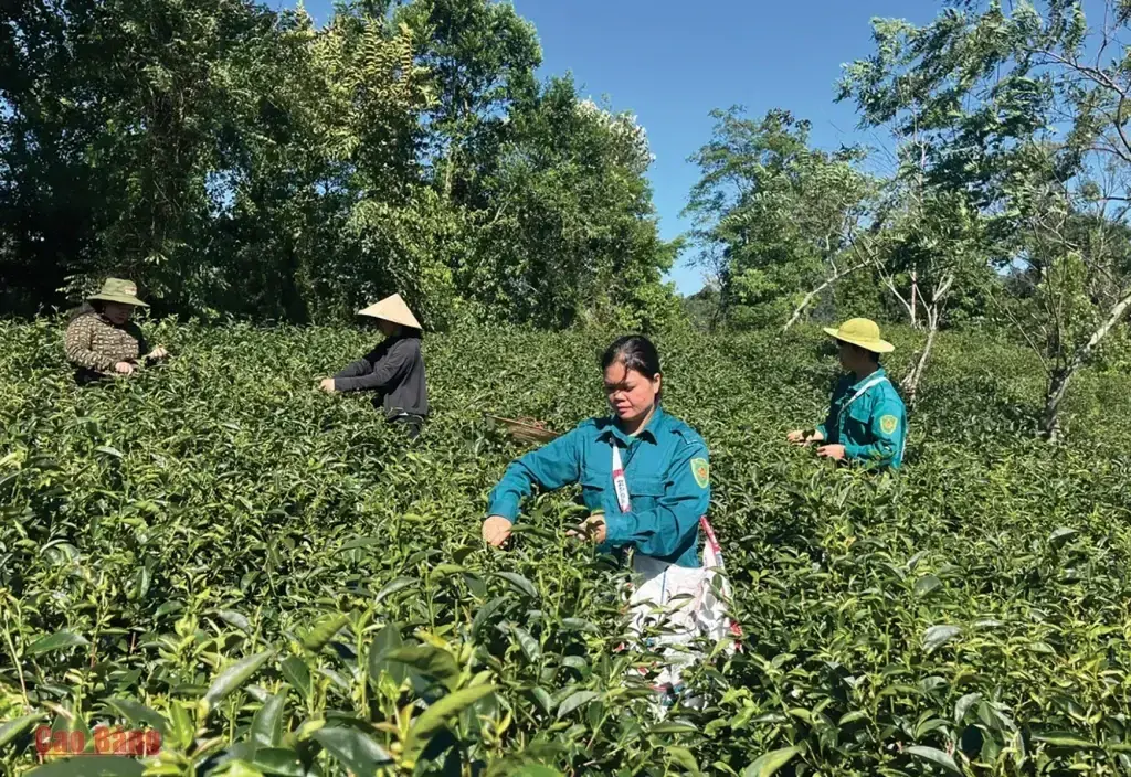 Đưa chất lượng thành lợi thế của sản phẩm chè