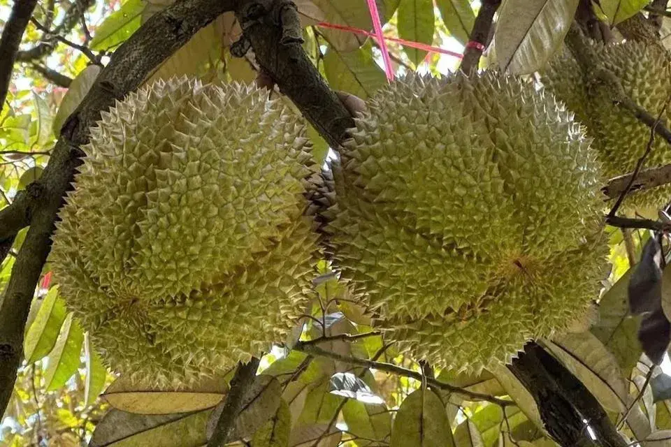 rieng_1792288430.jpg