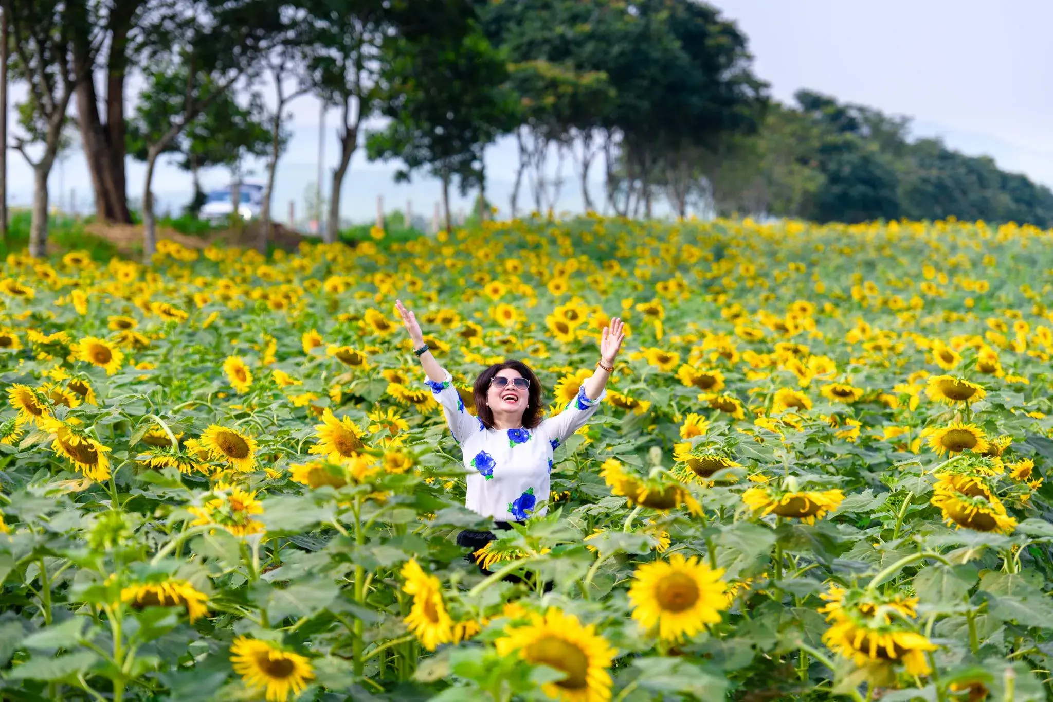 Rực rỡ mùa hoa hướng dương trên vùng đất Phủ Quỳ