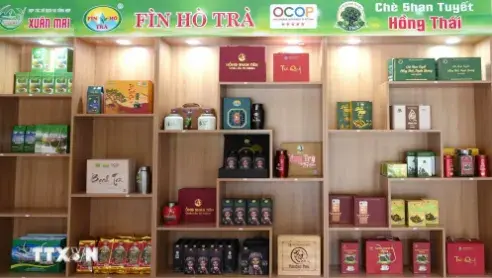 Chè Shan tuyết cổ thụ Xà Phìn khẳng định giá trị, mở rộng đầu ra
