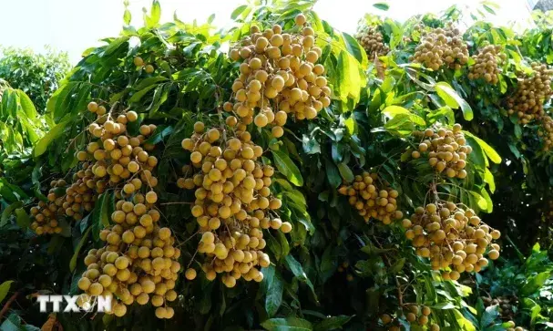 Chuyển đổi xanh và số nâng tầm thương hiệu nhãn Châu Thành