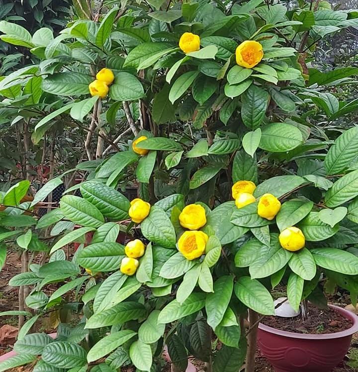 Trà hoa vàng: Dược liệu quý làm giàu cho người dân Tam Đảo