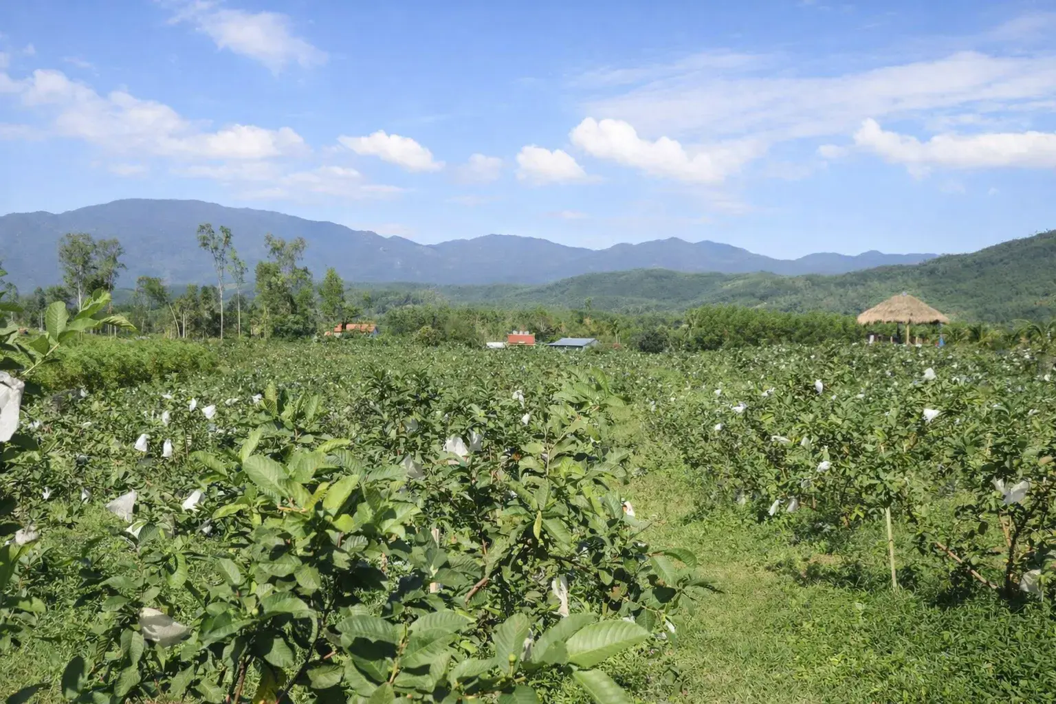 Khi đất gò đồi bỏ hoang trở thành mô hình khởi nghiệp nông nghiệp