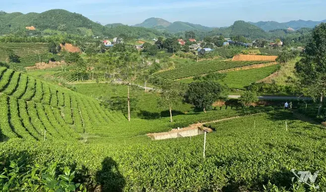 Khẳng định vị thế cây chè chủ lực ở vùng đất Phú Xuyên