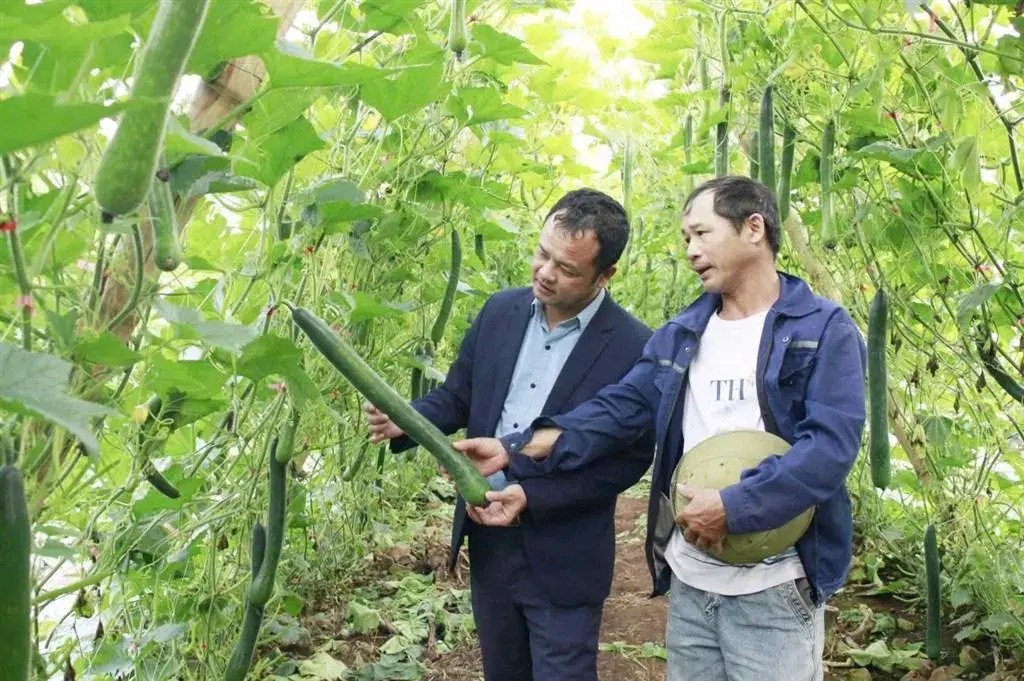 Trồng bí xanh trên đất thuê, nông dân kiếm hàng trăm triệu mỗi năm