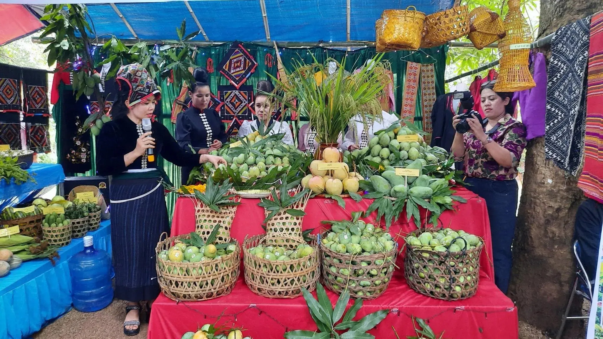 Điều gì giúp xoài Yên Châu được thị trường khó tính ưa chuộng?
