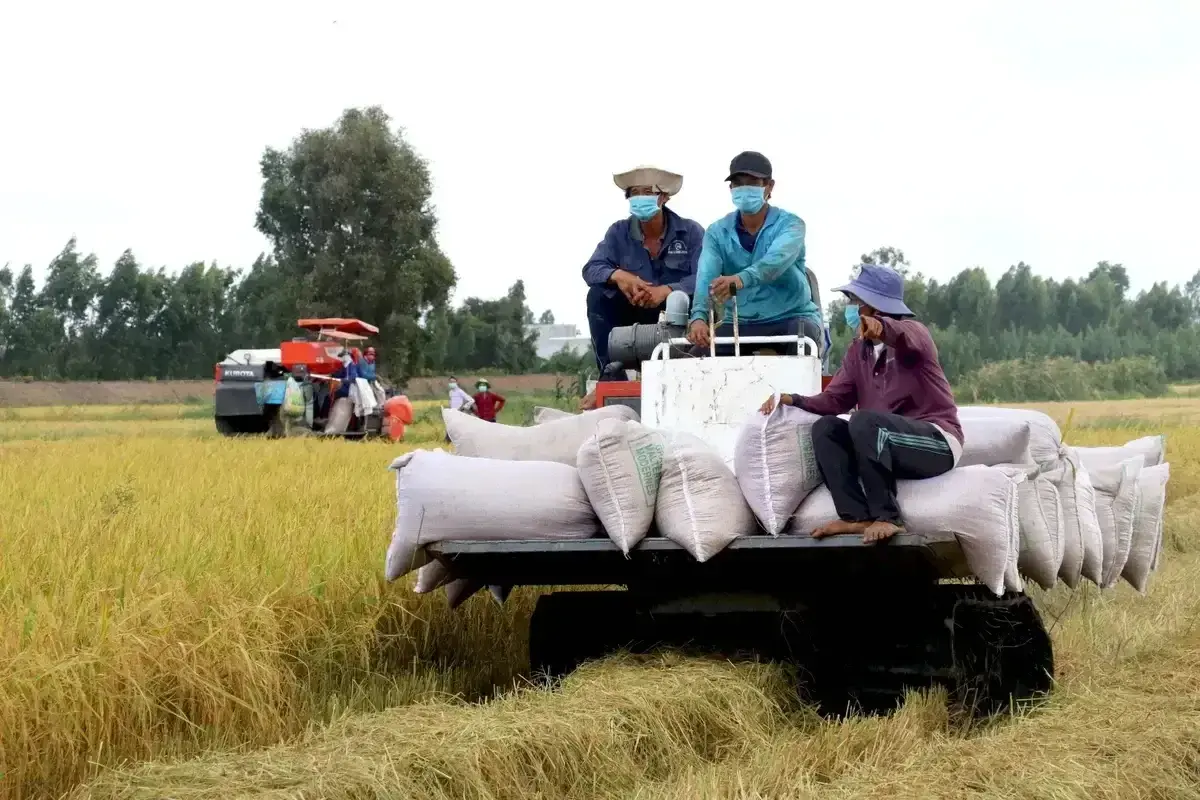 Hạt gạo Việt tạo lợi thế mới từ chất lượng và phát thải thấp