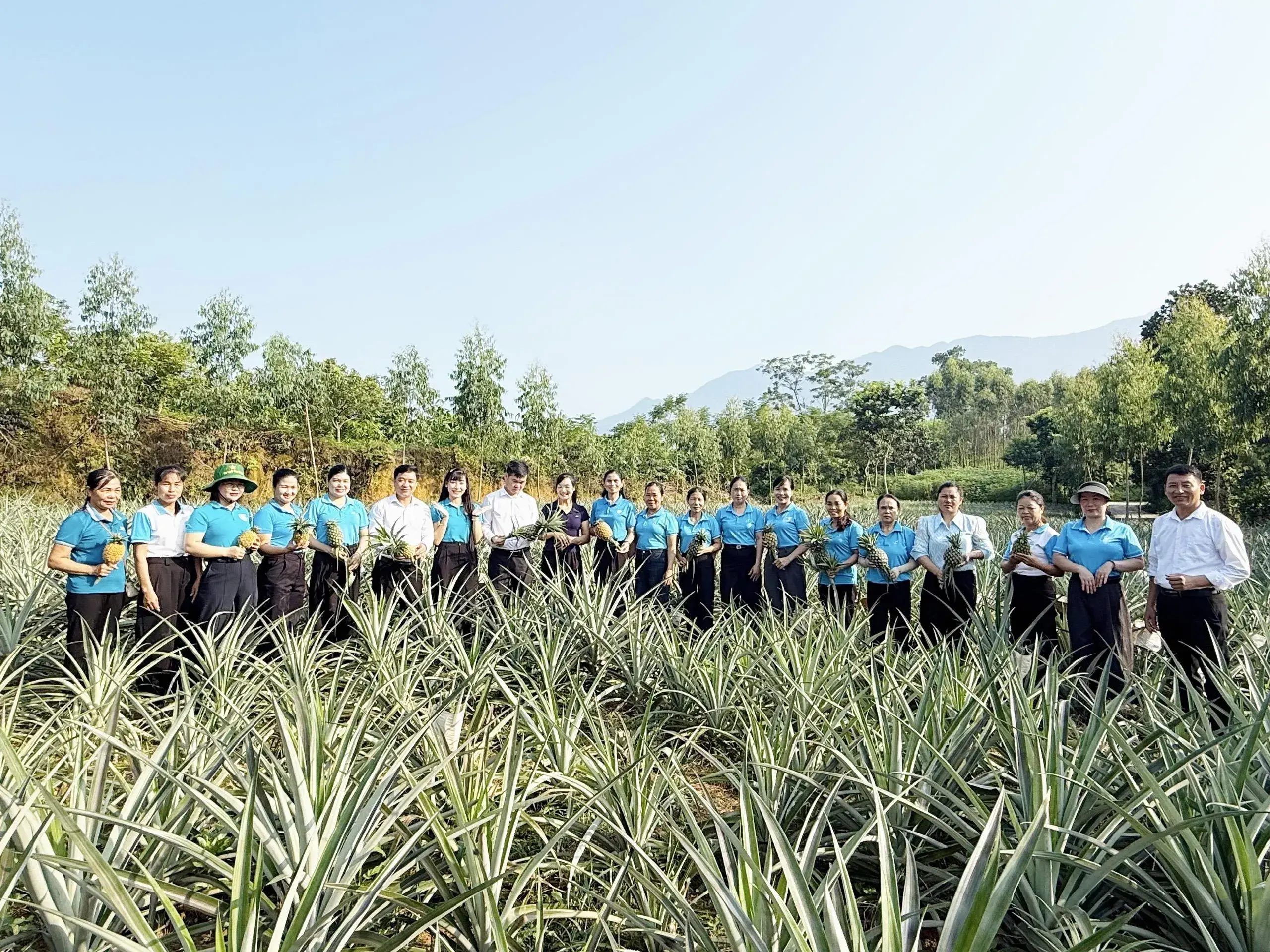Cây dứa làm nên mùa mới trên những triền đồi
