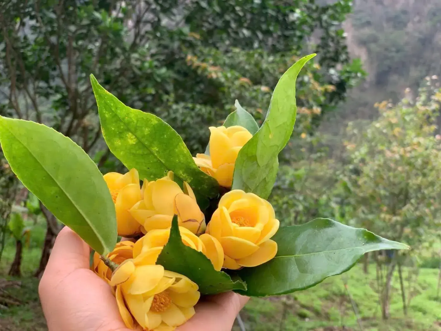 Trà hoa vàng Vũ Gia – Đánh thức giá trị vàng từ núi rừng Cổ Ngựa