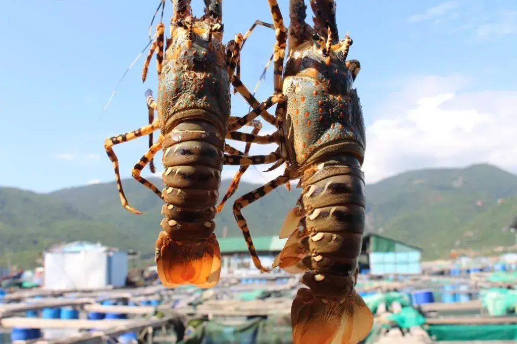 Xuất khẩu thủy sản cán mốc 11,3 tỷ USD trong năm nhiều thách thức