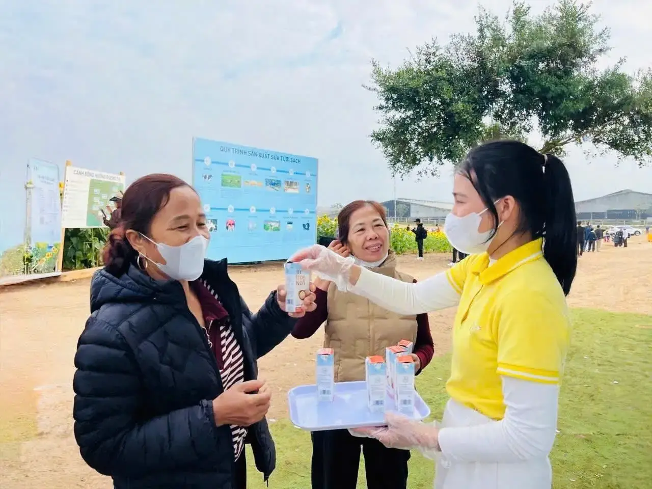 Trải nghiệm sản phẩm TH true MILK tươi ngon giữa ngàn hoa hướng dương