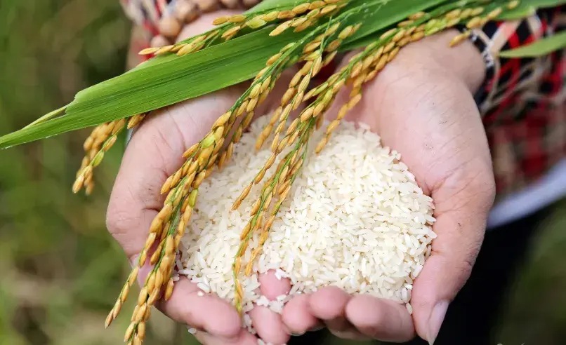 Chiến lược tái cấu trúc cho gạo Việt trong năm 2026