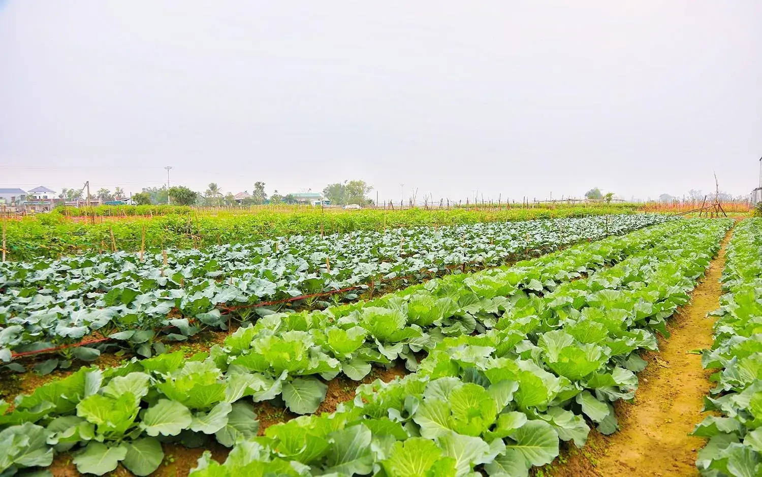 Nông dân thắng lớn vụ đông nhờ linh hoạt bám sát thị trường