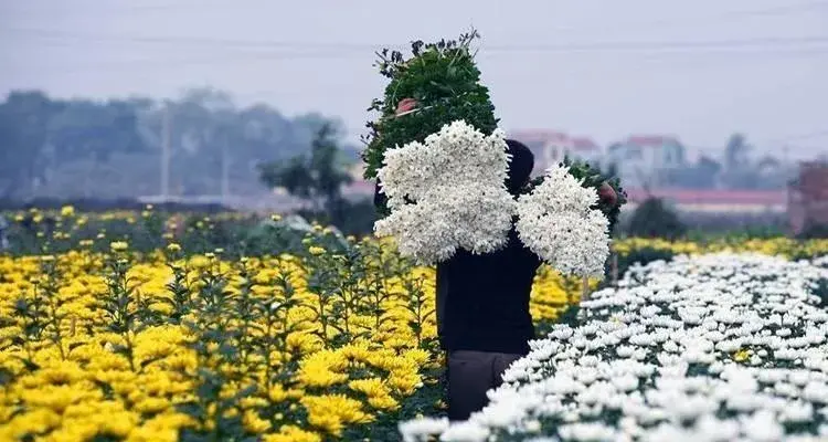 Gượng dậy sau bão lũ, các làng hoa hối hả chạy đua đón Tết Bính Ngọ 2026