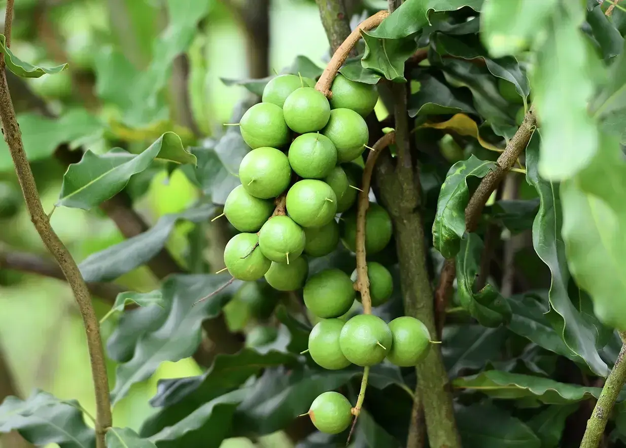 Lạng Sơn phát triển mắc ca thành cây trồng chủ lực giá trị kinh tế cao