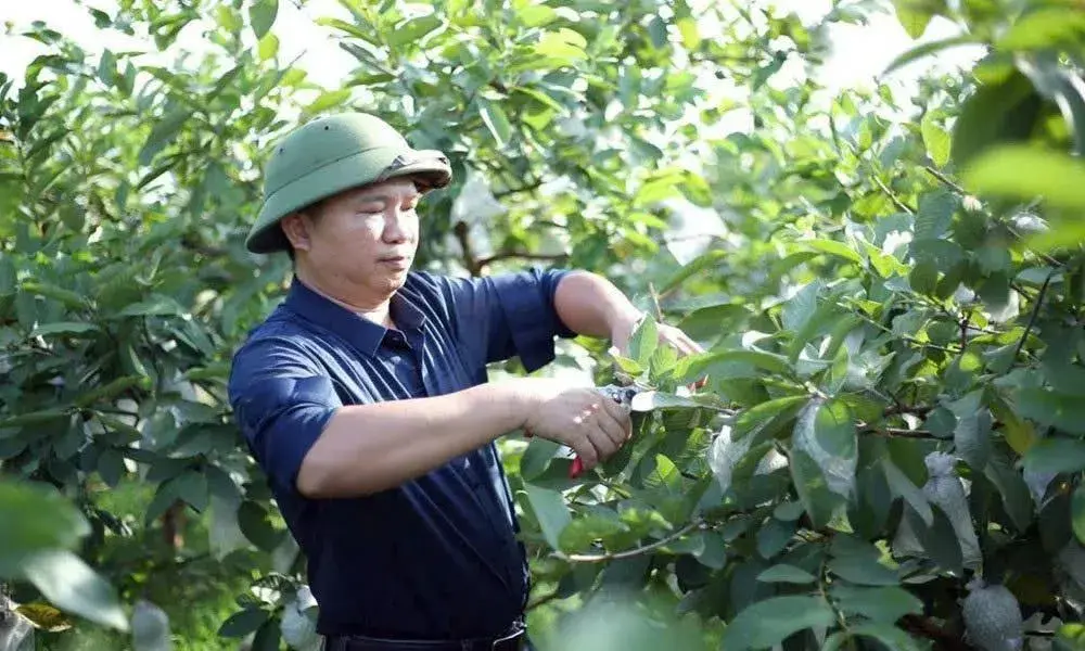 Rời phố về quê khởi nghiệp, kỹ sư biến búp ổi thành sản phẩm OCOP 3 sao