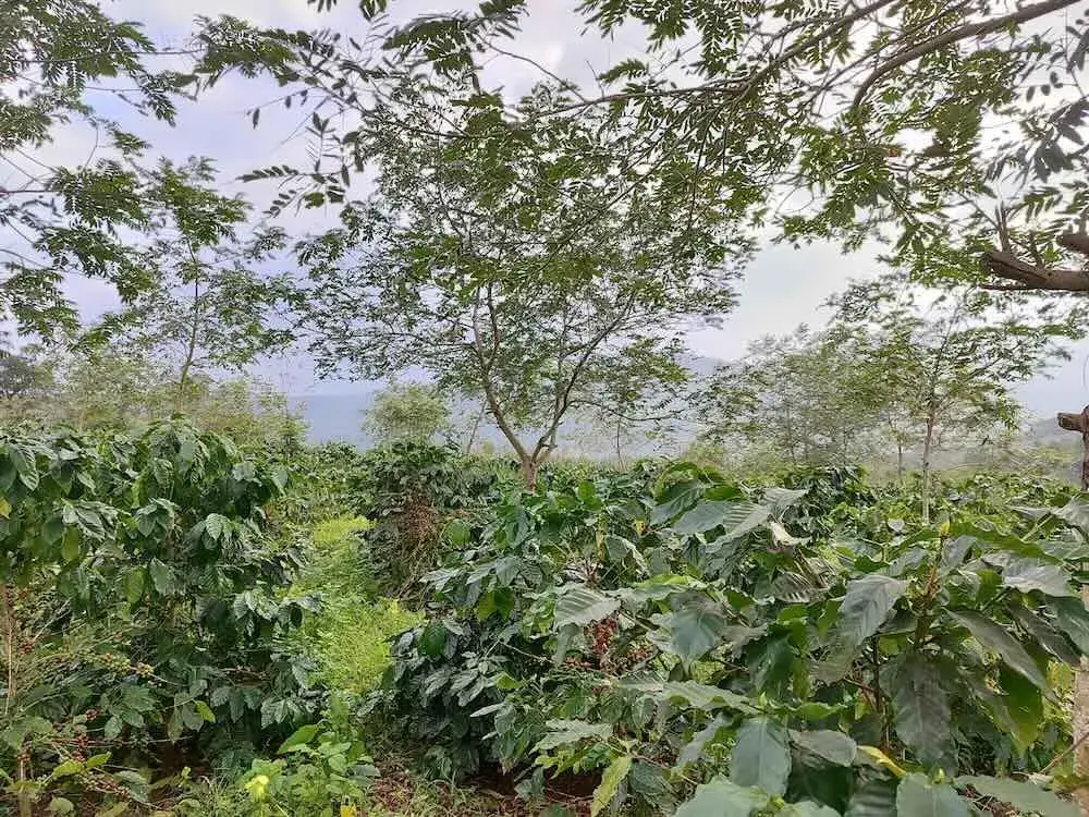 Hành trình vươn tầm quốc tế của thương hiệu cà phê đặc sản Khe Sanh