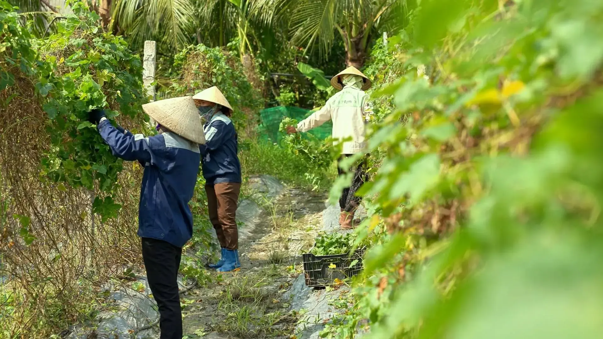 Rich Farm nâng tầm thảo mộc bản địa bằng sản phẩm OCOP 3 sao