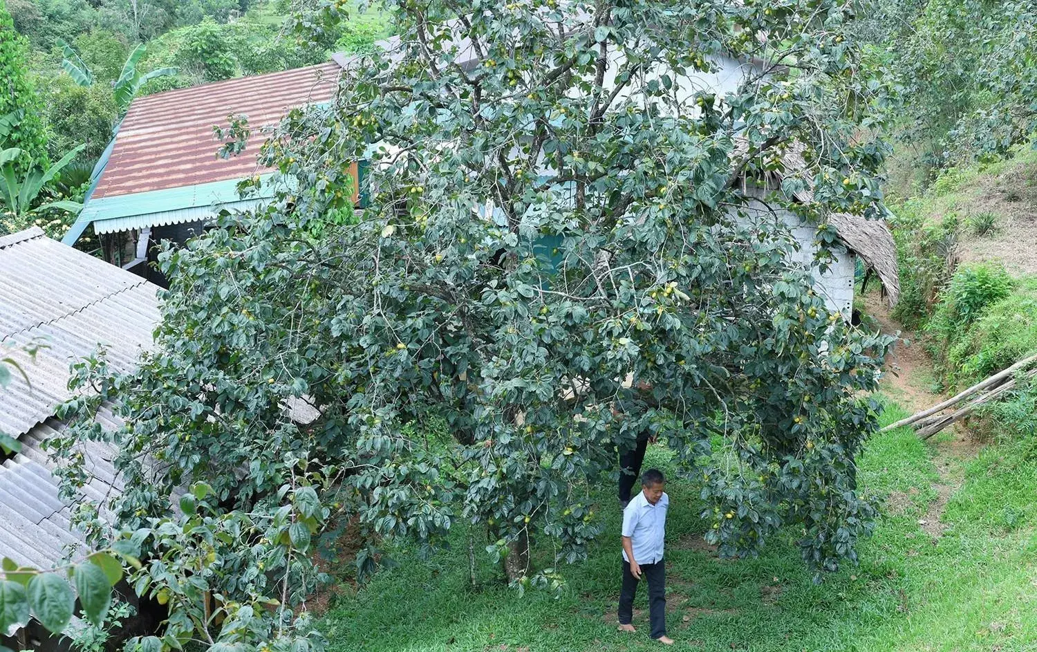 Vẻ đẹp và giá trị kinh tế của những gốc hồng Yên Du trăm tuổi mùa thu hoạch