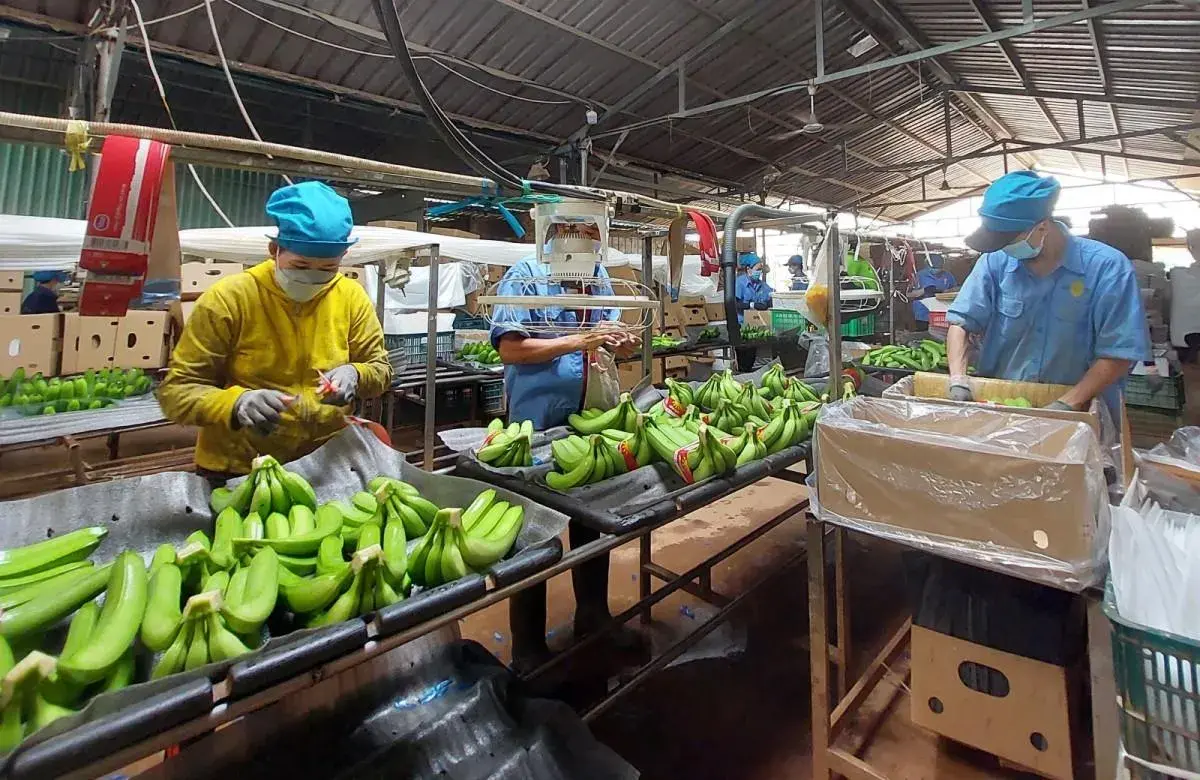 Sau biến động, nông sản Việt Nam đang dịch chuyển theo hướng nào?