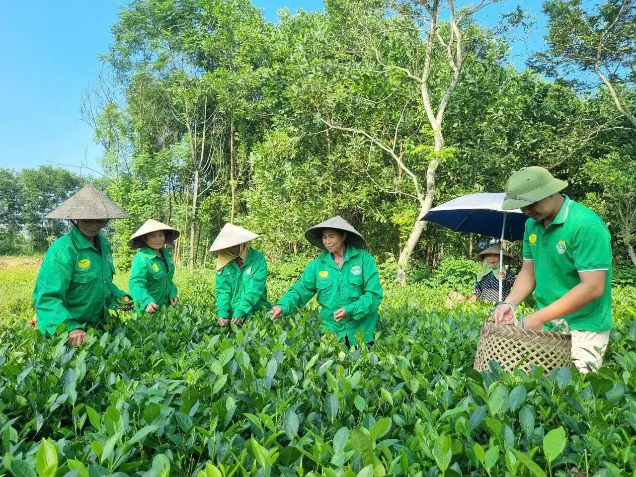 Đòn bẩy OCOP giúp nông sản Thái Nguyên vươn ra thị trường quốc tế