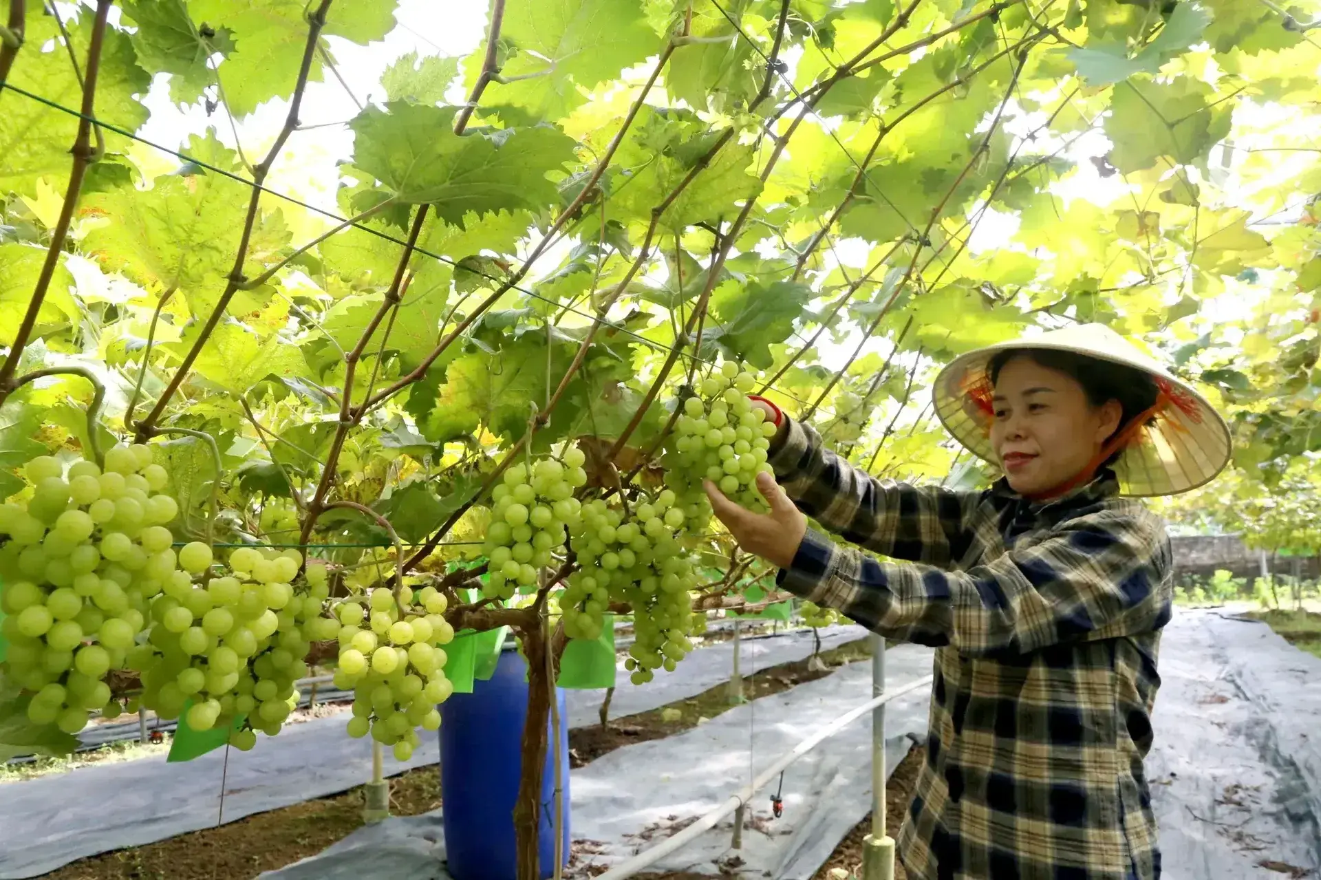Phú Thọ mở không gian mới, nâng tầm giá trị du lịch xanh