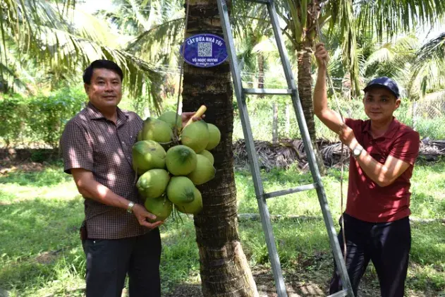 Mở rộng vùng dừa hữu cơ để phát triển sản phẩm từ dừa