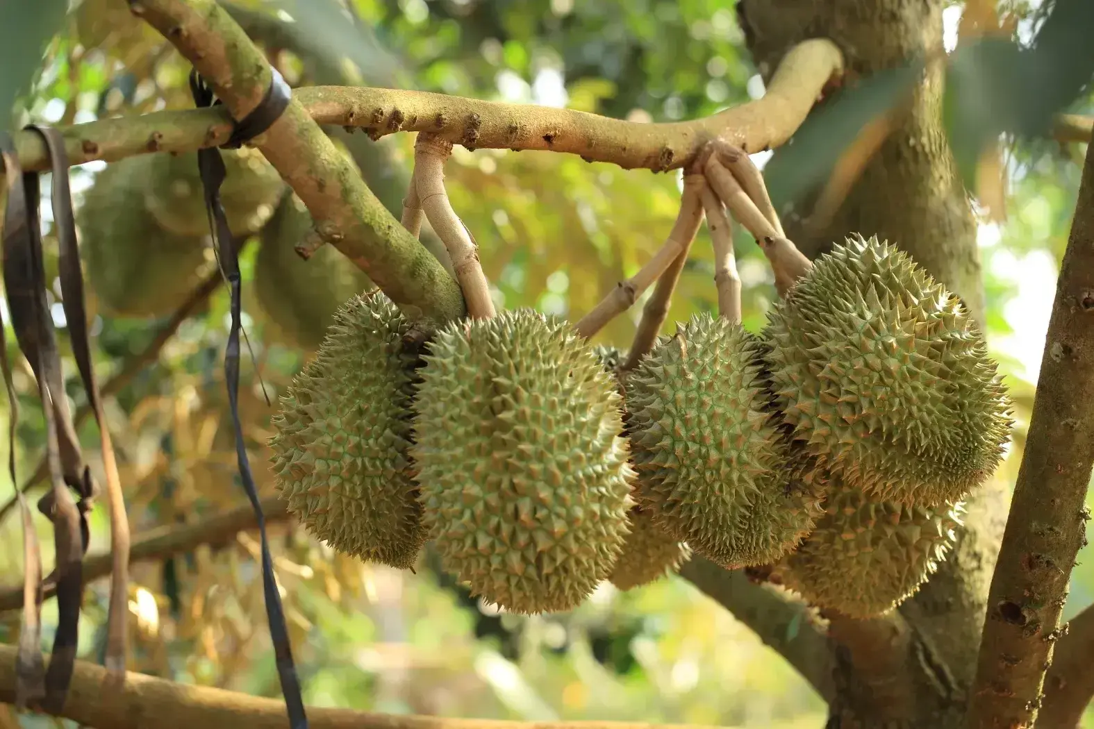 Phòng kiểm nghiệm tăng nhưng xuất khẩu sầu riêng vẫn nghẽn