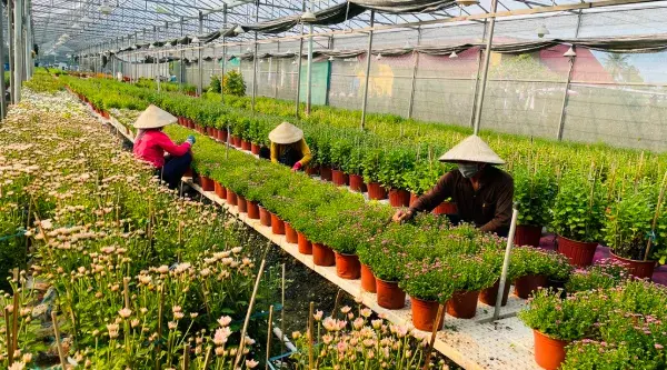 Canh mùa đón Tết trên những cánh đồng An Giang