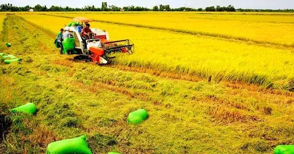Hiện thực hóa mục tiêu 1 triệu hécta lúa chất lượng cao và phát thải thấp