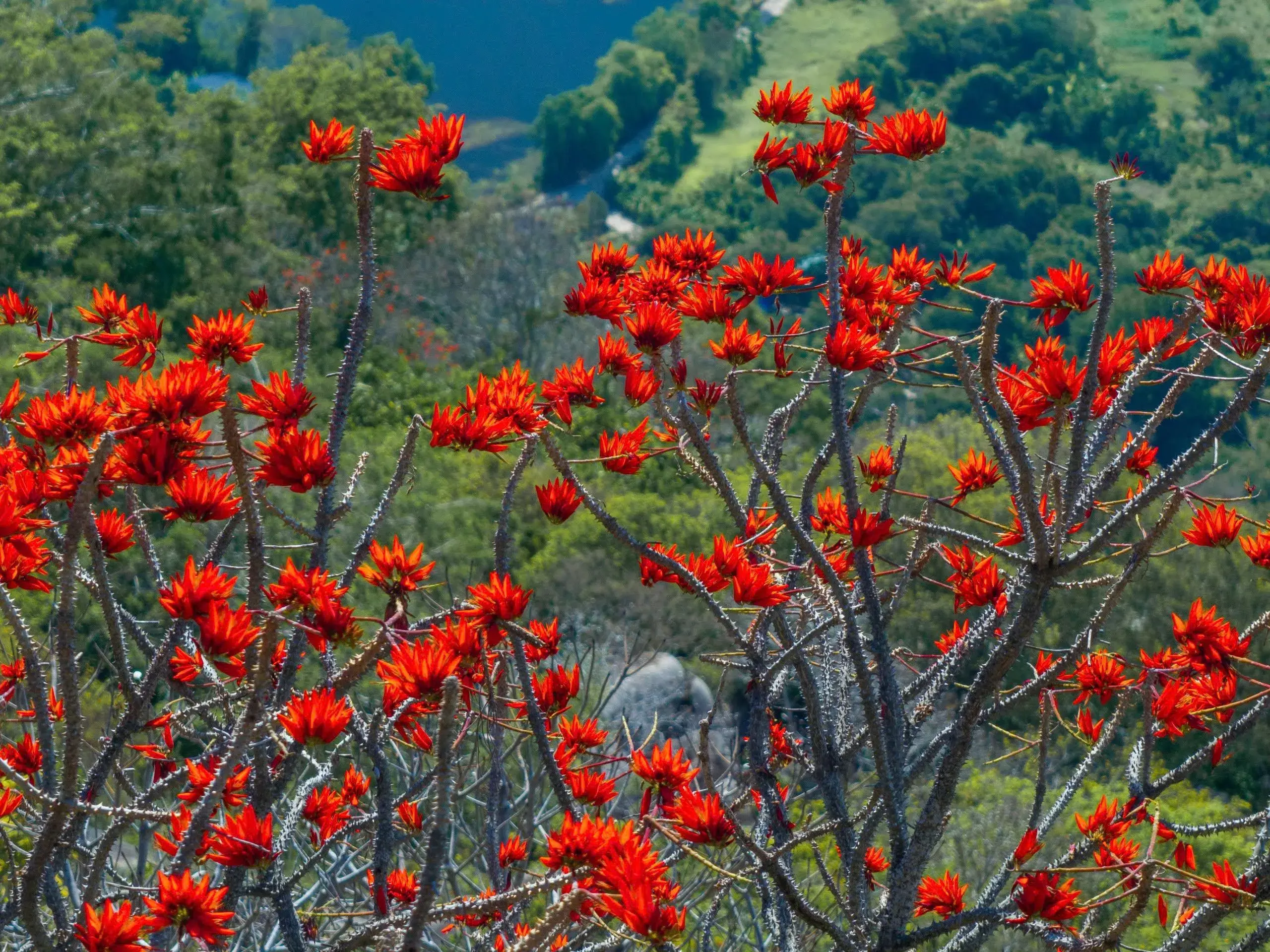 Sắc hoa vông nem bừng đỏ khắp triền Núi Bà Đen