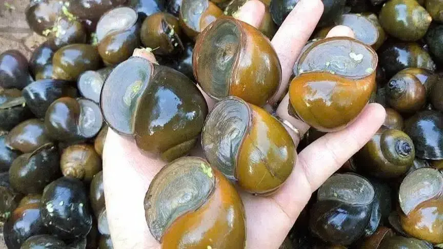 Phụ nữ Mường “bỏ phố về rừng”, đưa ốc nhồi ống nứa đạt OCOP 3 sao