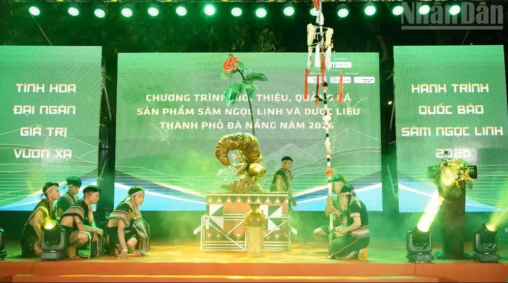 Đà Nẵng đưa "quốc bảo" sâm Ngọc Linh từ đại ngàn xuống phố