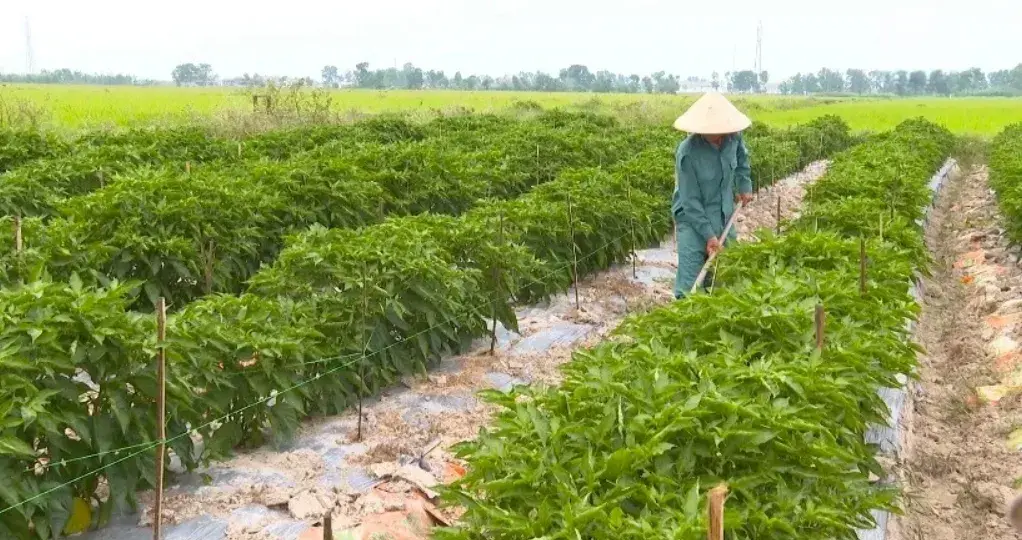 Giống ớt "siêu cay" Mexico lần đầu cho thu hoạch ở Hà Tĩnh