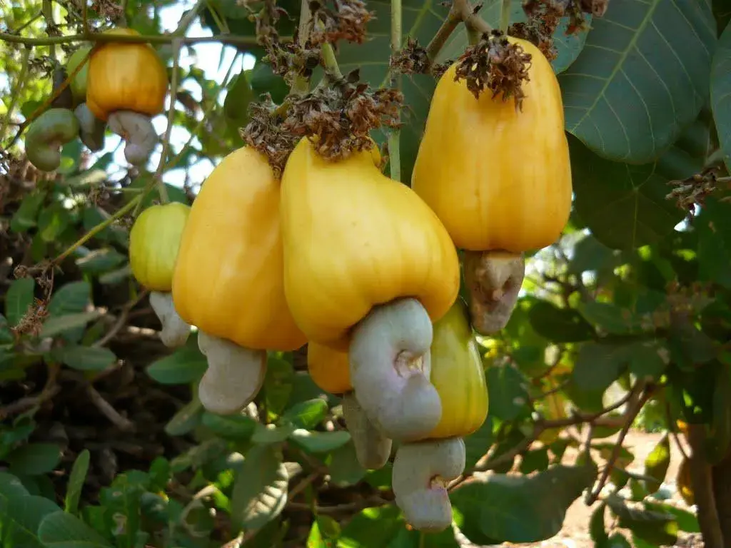 Từ kỷ lục xuất khẩu đến chiến lược nâng tầm giá trị hạt điều Việt