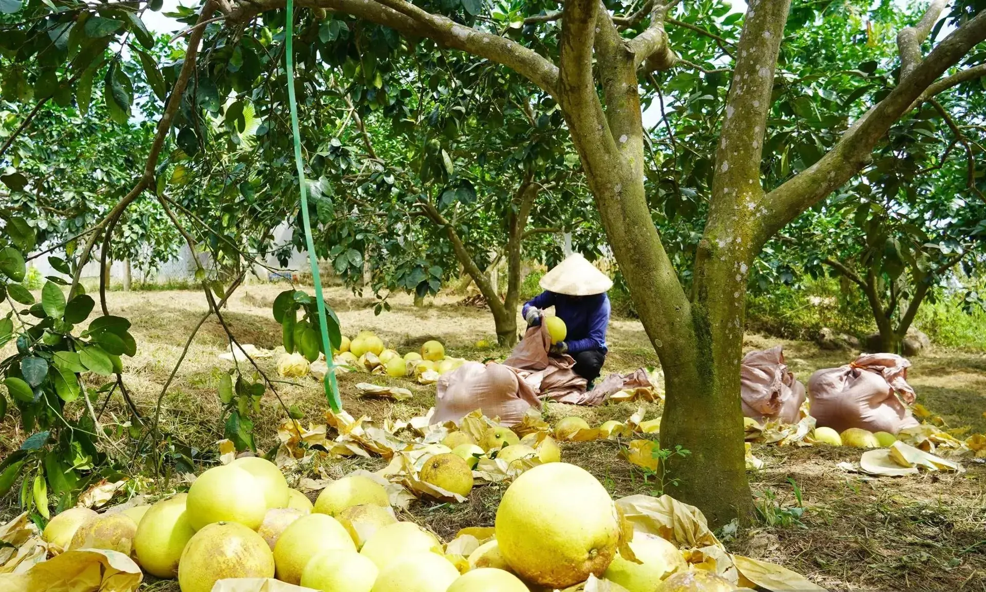 Hành trình định vị bản sắc thương hiệu bưởi Đồng Lê trên thị trường nông sản
