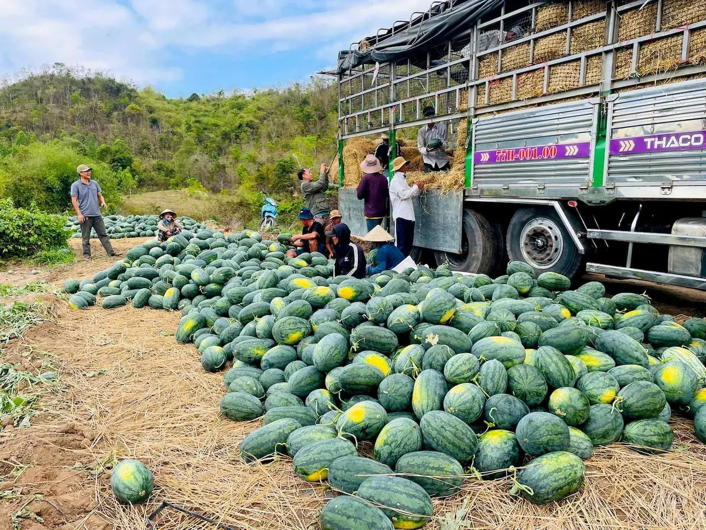 Nông sản Việt và bài toán định vị giá trị trong cơn bão chi phí logistics