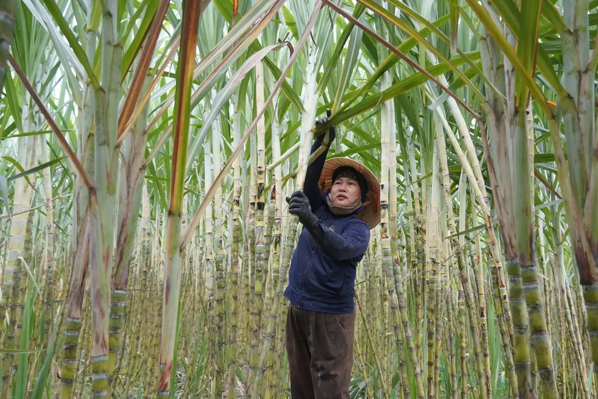 Trồng cây “ngọt nước” giúp nông dân lãi gấp 5 lần trồng lúa