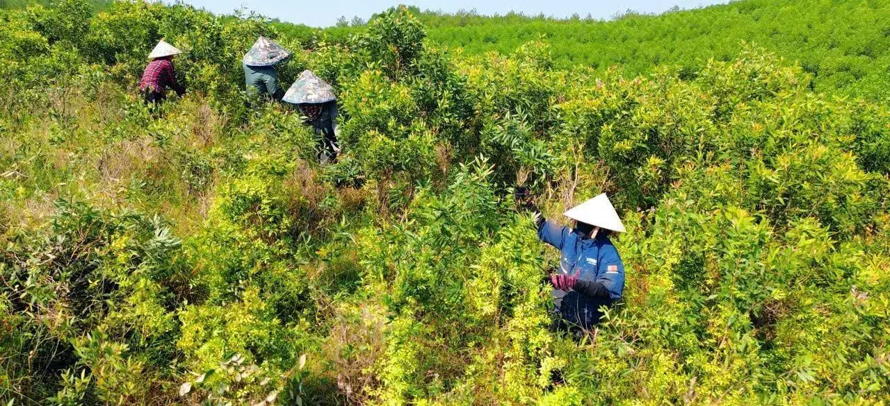 Sức bật của dầu tràm Tân Mỹ: Từ nỗ lực giữ nghề truyền thống đến thương hiệu OCOP 3 sao