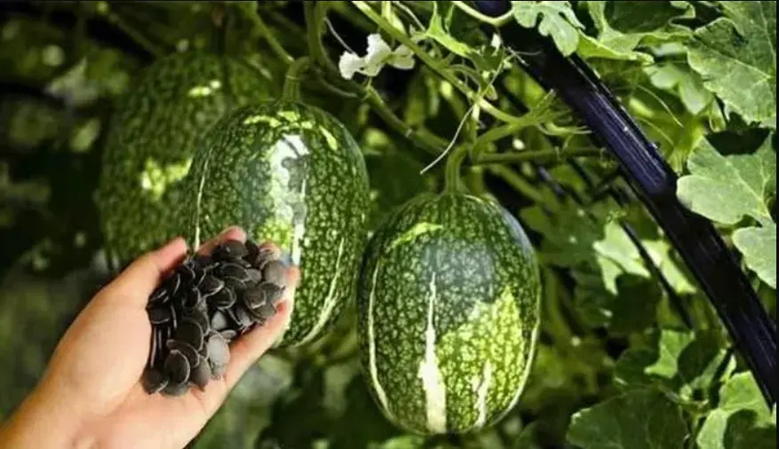 Loại hạt đen sì vùng cao Tây Bắc “cháy hàng” dịp Tết, giá hơn 300.000 đồng/kg