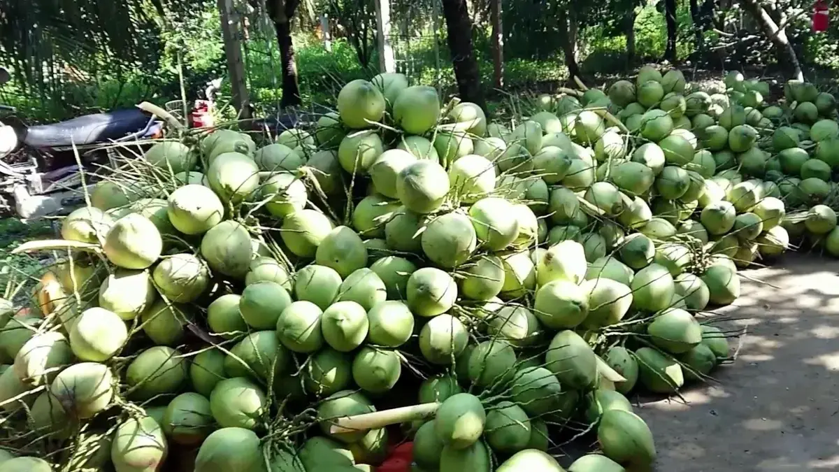 Vĩnh Long hướng tới xuất khẩu tỷ USD, nâng tầm giá trị ngành dừa