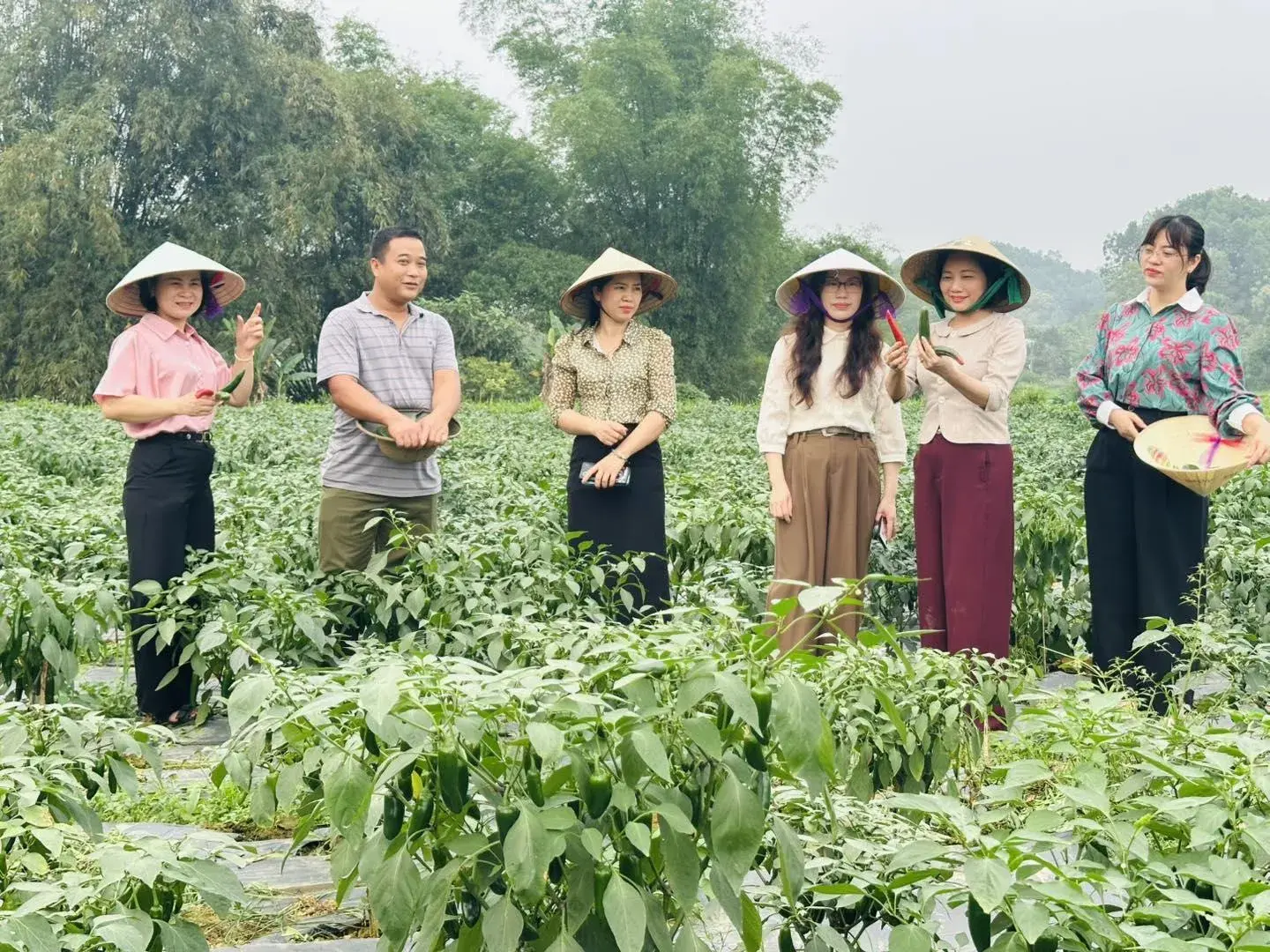 Ớt J xanh xuất khẩu giúp nông dân tăng thu nhập bền vững, ổn định