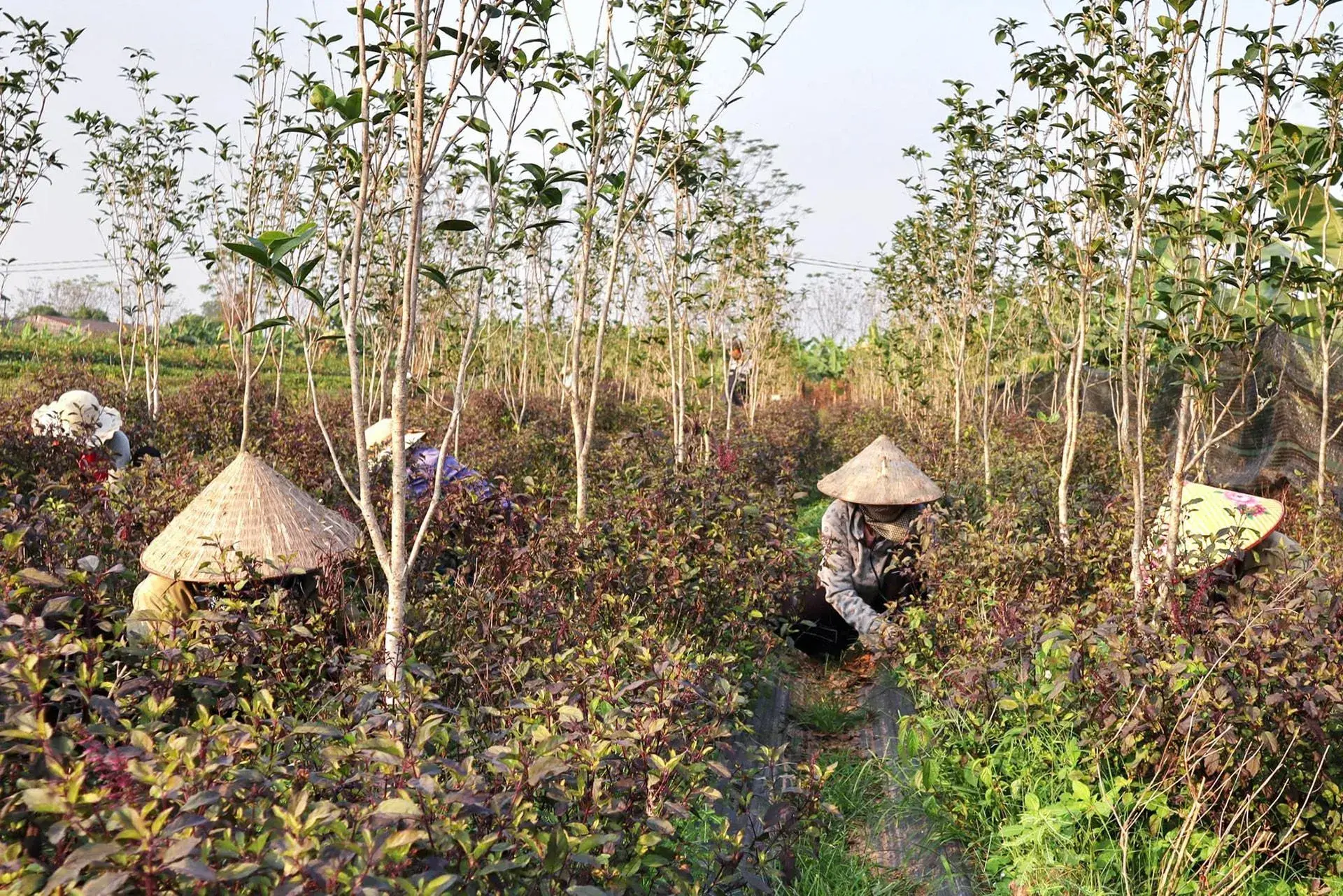 Hợp tác xã nông nghiệp Thủ đô: chuyển mình trong chuỗi giá trị xanh