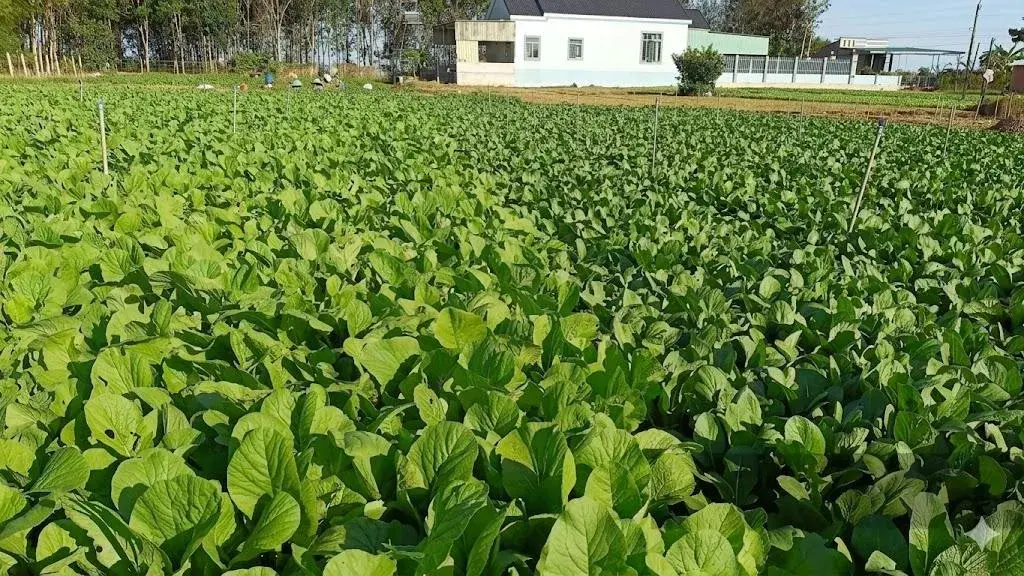 Rau gia vị Việt và hành trình chinh phục thị trường châu Âu