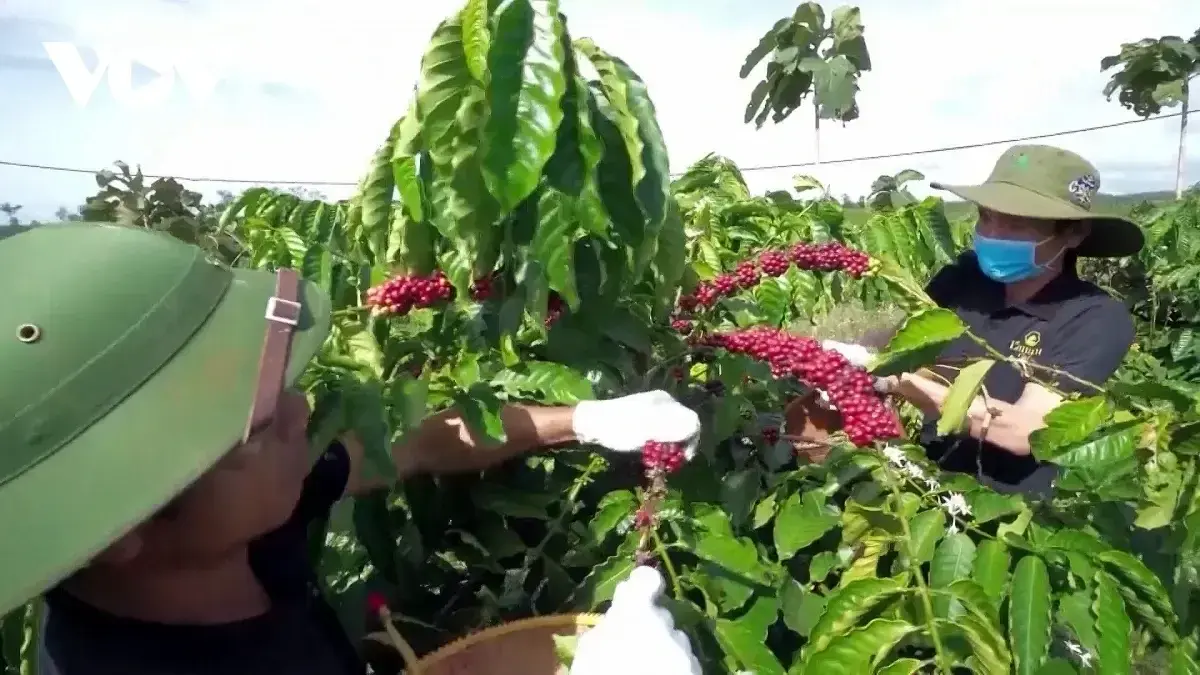 Hương vị thượng hạng đưa cà phê Robusta Gia Lai tự tin vươn tầm quốc tế