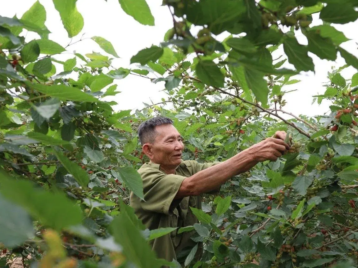 Mùa dâu tằm Hát Môn bội thu, nông dân phấn khởi thu nhập tăng vọt